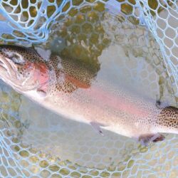 久しぶりのイトウ ～フィッシングパーク高島の泉～